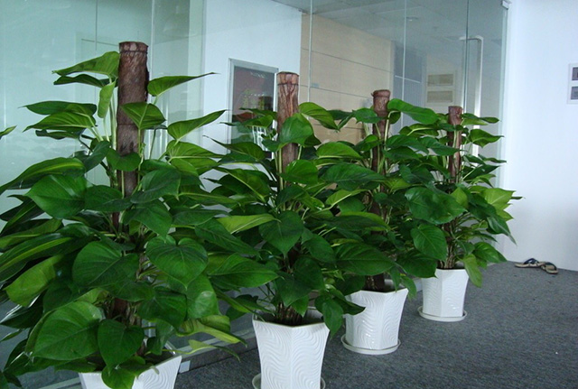 杭州办公室植物租赁的好处和绿植租赁的技巧