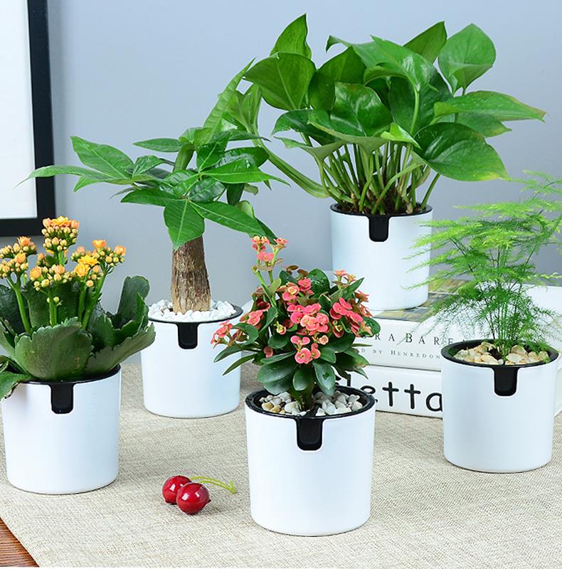 杭州办公室绿植养护的注意事项