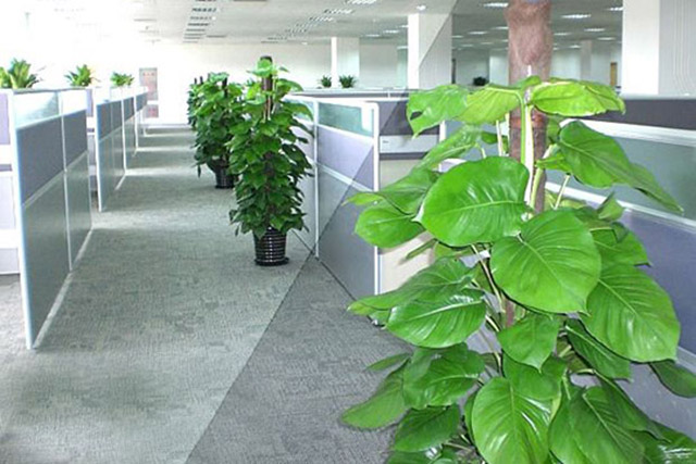 杭州办公室绿植租赁价格多少钱一个月？