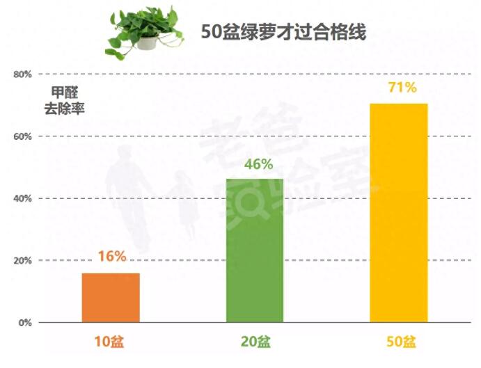 公司用绿萝除有毒气体，到底靠不靠谱？