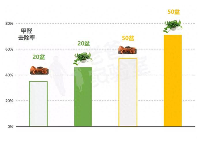 公司用绿萝除有毒气体，到底靠不靠谱？